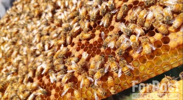 Красавицы-пчёлки сидят на рамке. 