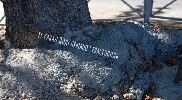 Новости Севастополя - Арендатор земли под глэмпинг заплатит за сливу и ясень по тарифу «Ласпи» 