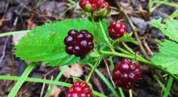 Новости Севастополя - Под угрозой вымерзания: на юге Крыма в разгар зимы зацвела мимоза