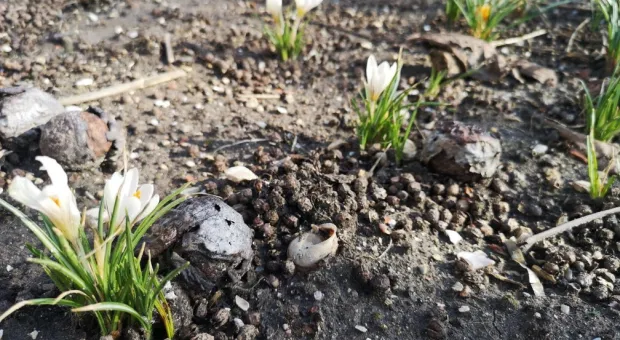 Новости Севастополя - 