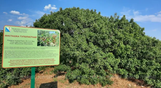 Новости Севастополя - СевСети #1406: Кабриолет зимой и популярный пляж Севастополя