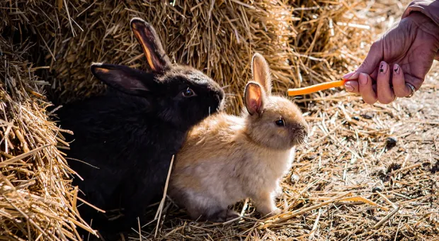 Новости Севастополя - 