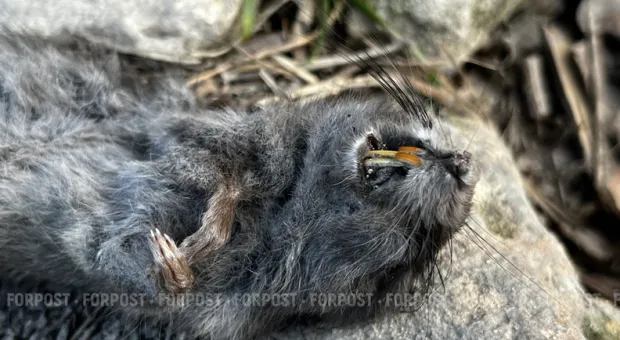 Новости Севастополя - Севастопольские мормоны проводили культ в элитной сауне