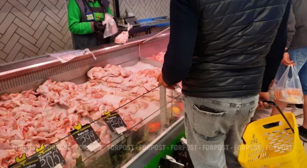 Новости Севастополя - В Севастополе грызуны пытались взять власть в свои лапы