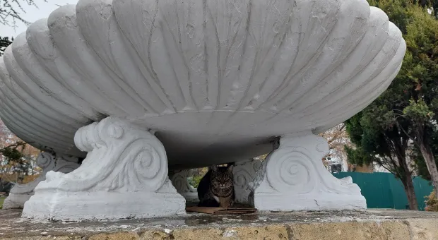 Новости Севастополя - Севастопольский поросенок проиграл комару и странному влюбленному