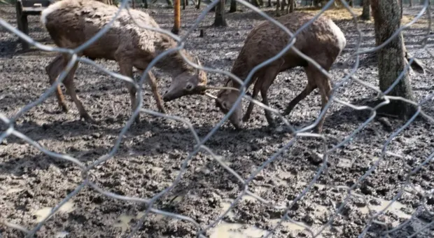 Новости Севастополя - 