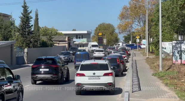 Новости Севастополя - Севастопольский поросенок проиграл комару и странному влюбленному