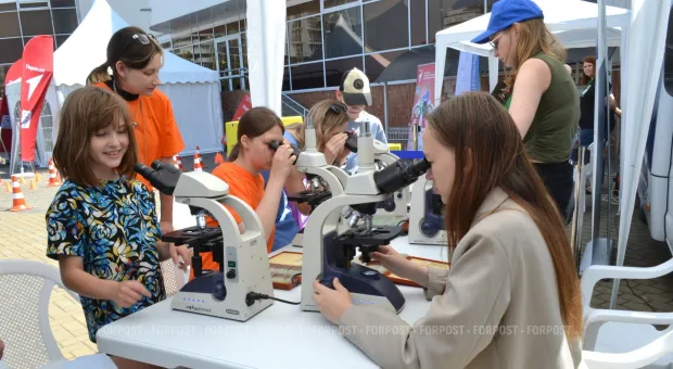 Новости Севастополя - В Севастополе зацвели подснежники