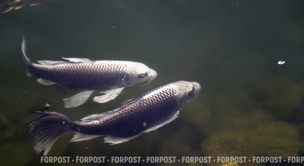 Новости Севастополя - Какие чувства сегодня пробуждает «Херсонес Таврический»