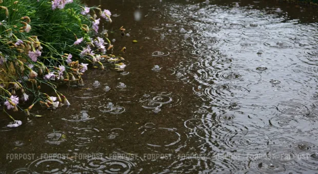 Новости Севастополя - СевСети #627. Шедевры от правительства и передвижной зверинец