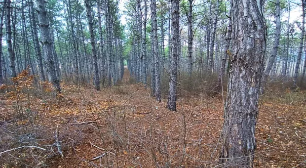 Новости Севастополя - В горном Крыму неожиданно расцвели цикламены