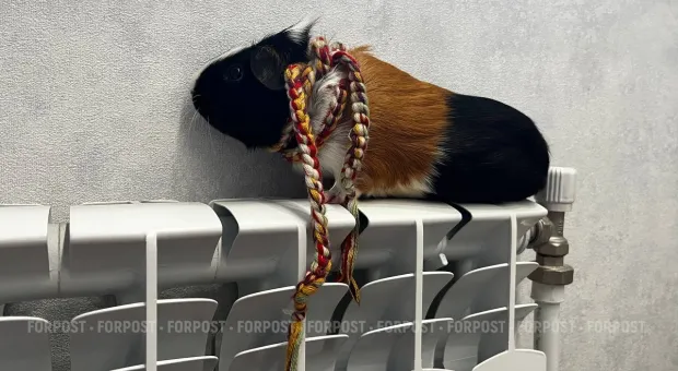 Новости Севастополя - Десятки новых сити-лайтов в центре Севастополя оказались бесхозными 