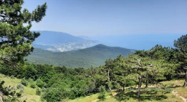 Новости Севастополя - Дело о восемнадцати севастопольских оленях не закончено