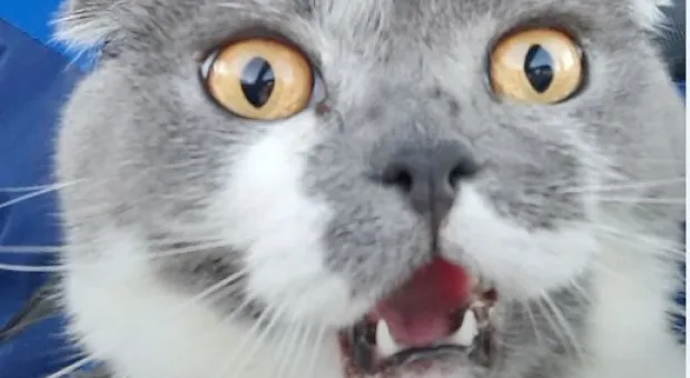 Новости Севастополя - В Севастополе открылась выставка художественной глади