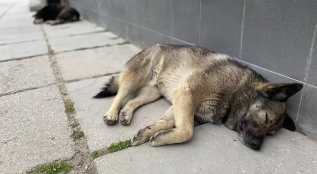 Новости Севастополя - ФСБ прикрыла незаконный «банк» в Севастополе 