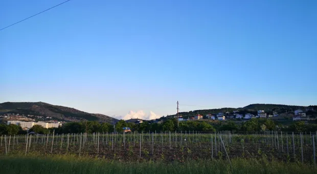 Новости Севастополя - В Севастополе рассказали, куда девать новогодние елки
