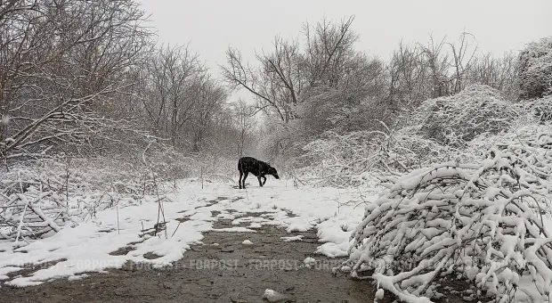 Новости Севастополя - Зачем на Северной взрослые софоры заменили молодыми ёлками