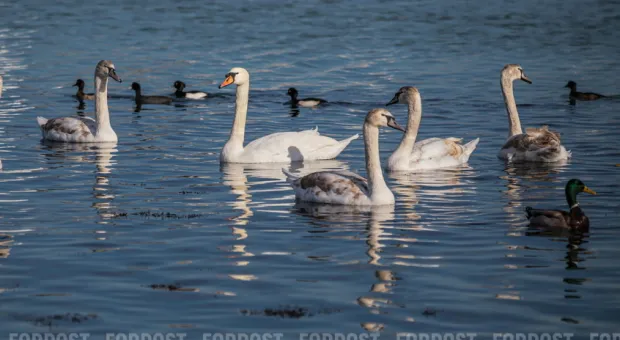 Новости Севастополя - СевСети #637. Пикет против Овсянникова и благодарность чиновнику
