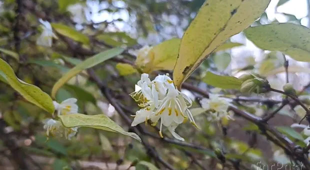 Новости Севастополя - В Севастополе при ракетном ударе чудом уцелела икона покровителя российского флота