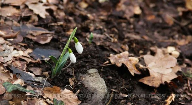 Новости Севастополя - Севсети#643: дикие греки, новый Фиолент и полная антисанитария