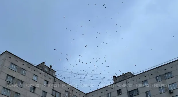 Новости Севастополя - В Севастополе объявили сезон охоты