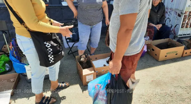 Новости Севастополя - Госпотребинспекция в г. Севастополе оштрафовала сетьавтозаправок «Современник» на сумму свыше двадцати тысяч гривен