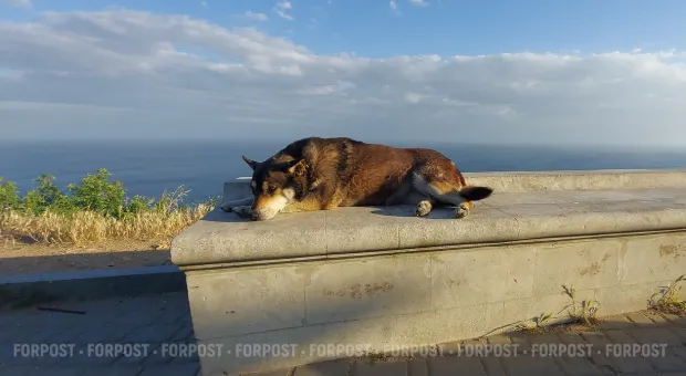 Новости Севастополя - 