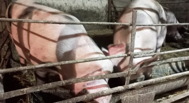 Новости Севастополя - Севастополь: глобализаторы атакуют Матросский бульвар