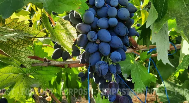 Новости Севастополя - Миллионы от виноделия.