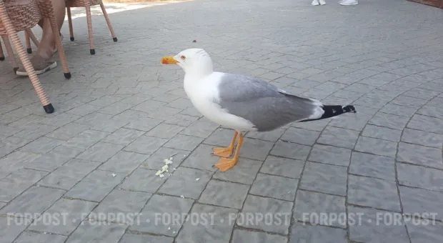 Новости Севастополя - В Крыму все-таки выявлен птичий грипп