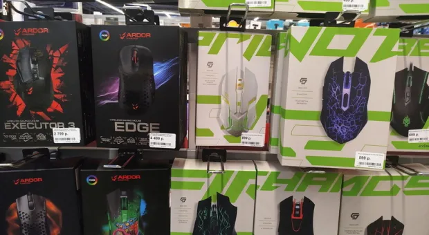 Новости Севастополя - В Севастополе на ветках платана завёлся енот