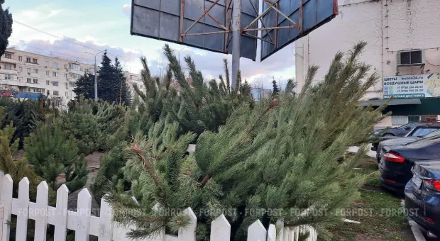 Новости Севастополя - Пассажиры двух авто в Севастополе отправились в больницу после ДТП 