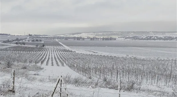 Новости Севастополя - Ин витро: как в Крыму импортозамещают виноград с помощью пробирок