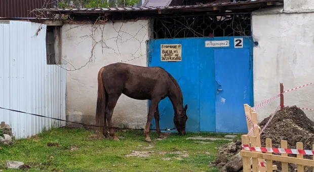 Новости Севастополя - Что позволено Юпитеру, то не позволено быку?