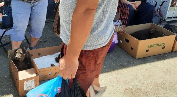 Новости Севастополя - В Севастополе при ремонте дороги повредили объект культурного наследия