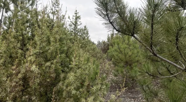 Новости Севастополя -