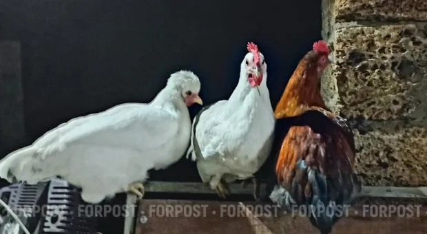 Новости Севастополя - Очередное нашествие лебедей и уток в бухте Омега