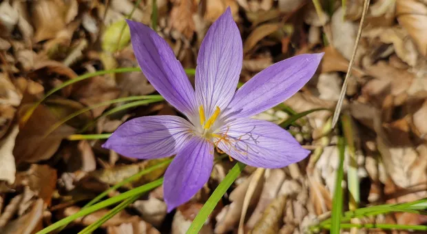 Новости Севастополя - Сиреневые звёзды Севастополя: смотреть можно, трогать нельзя 