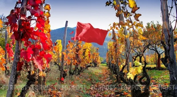 Новости Севастополя - Девушка на мопеде неудачно перестроилась со средней полосы на больничную койку