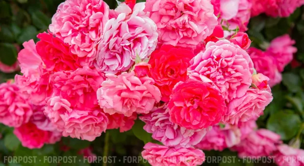 Новости Севастополя - Севсети #658. Почившая общага, Русская весна и снег 