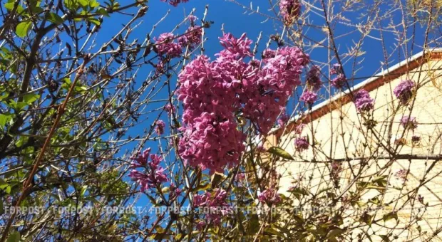 Новости Крыма - Крымская сирень перепутала календарь и зацвела в ноябре