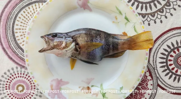 Новости России - Блогер и коуч Аяз Шабутдинов приговорён к заключению в колонии