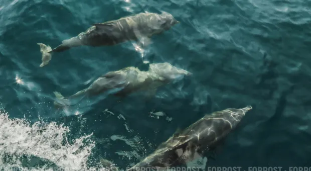 Новости Севастополя - Почему Общественная палата Севастополя не загрузилась, - Леонид Ходос и Юрий Чайкин