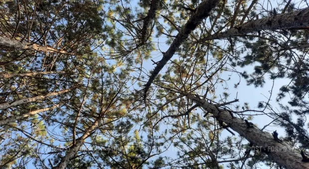 Новости Севастополя - Коммерсантов от туризма в Севастополе утихомиривала полиция