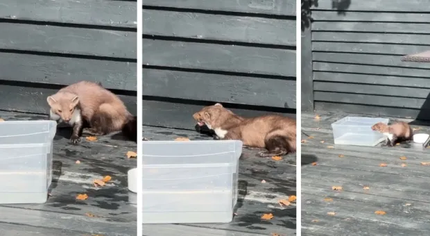 Новости Севастополя - В Севастополе увеличилось число погибших при опрокидывании плавкрана