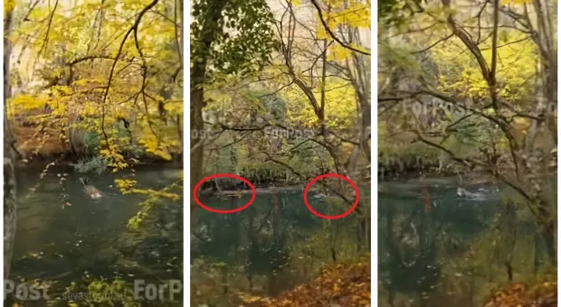 Новости Севастополя -