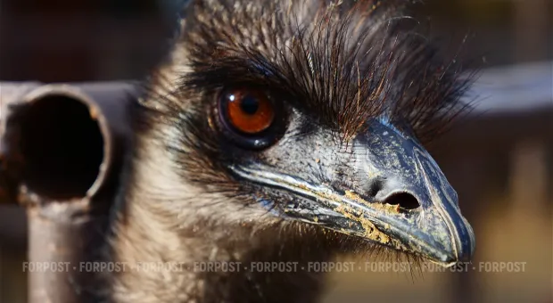 Новости Севастополя - Губернатор Севастополя взлетел на хорошем пиаре 