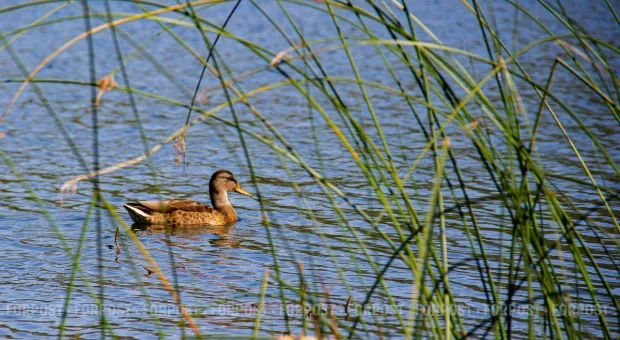 Новости Севастополя - 