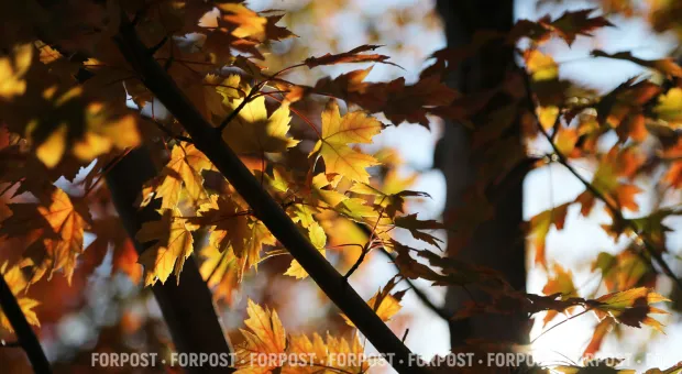 Новости Севастополя - Что изменится в жизни россиян с ноября