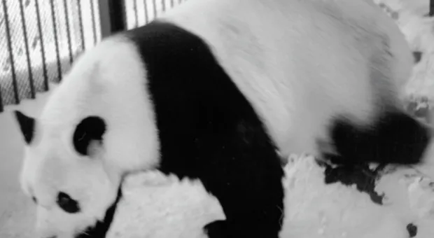 Новости России - На Юге России обнаружили гигантскую «панду из ада»